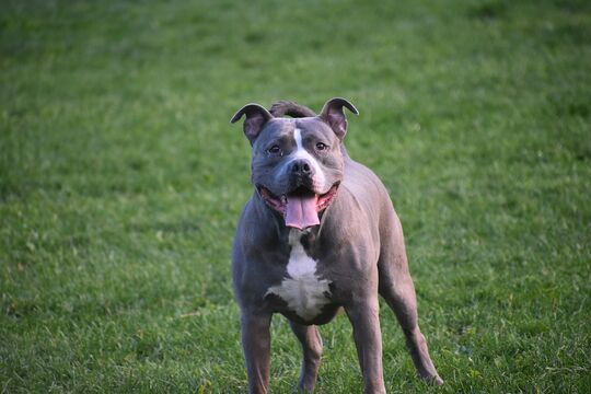 chien pitbull