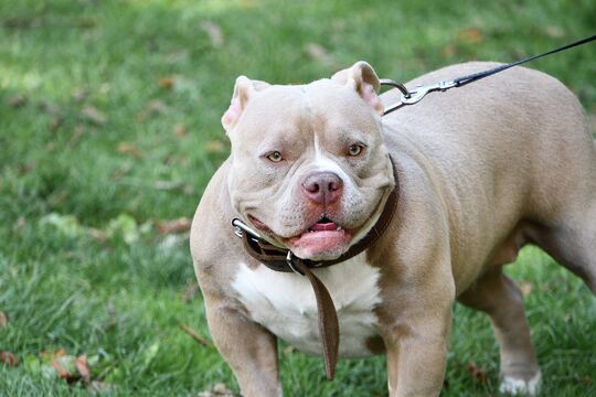 chien gris