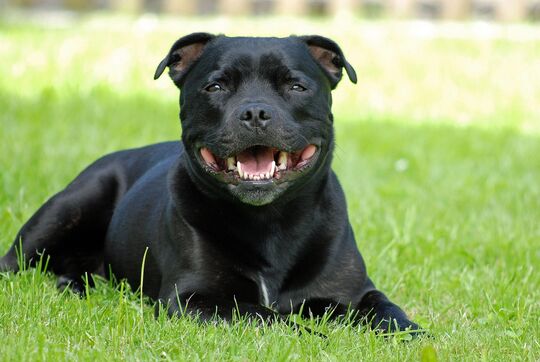 chien noir